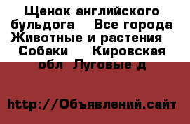 Щенок английского бульдога  - Все города Животные и растения » Собаки   . Кировская обл.,Луговые д.